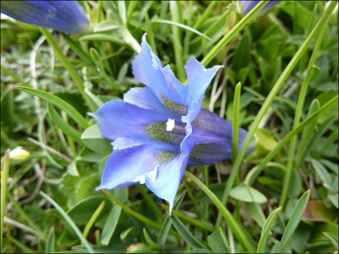 Gentiana occidentalis