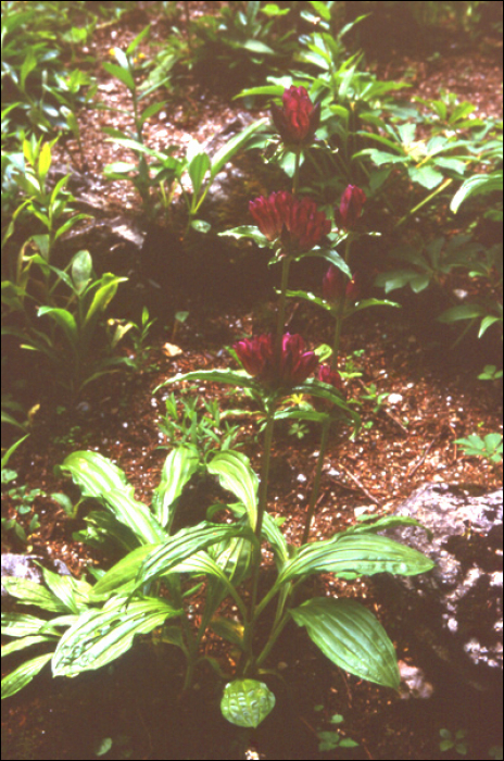 Gentiana pannonica