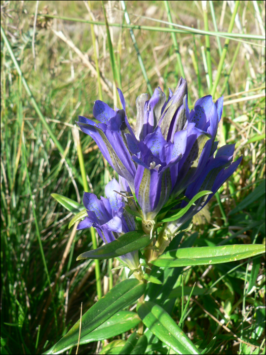 Gentiana pneumonanthe L.