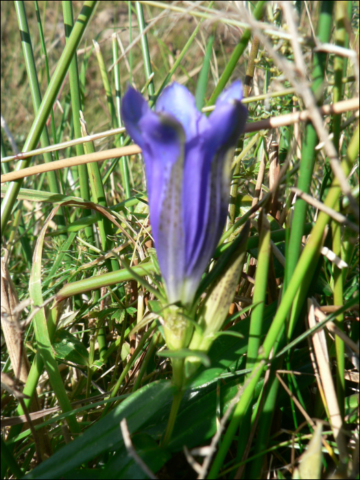 Gentiana pneumonanthe L.