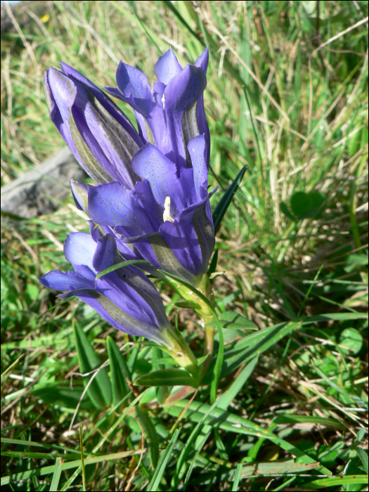 Gentiana pneumonanthe L.