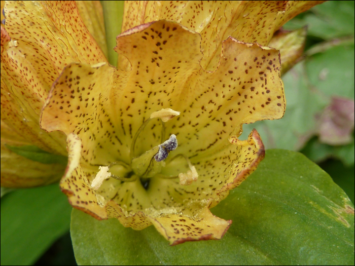 Gentiana punctata L.