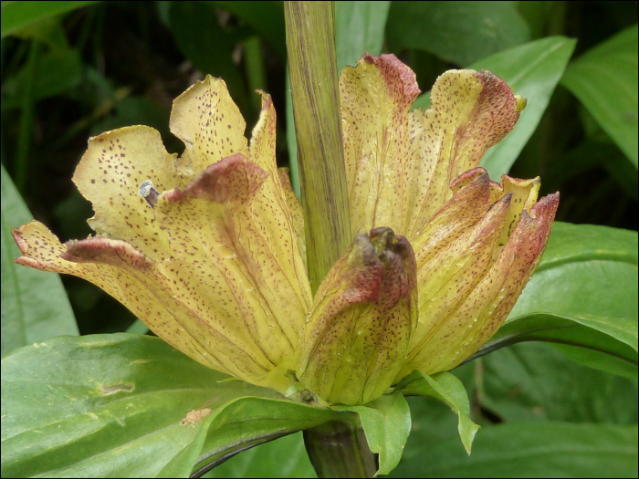 Gentiana punctata L.