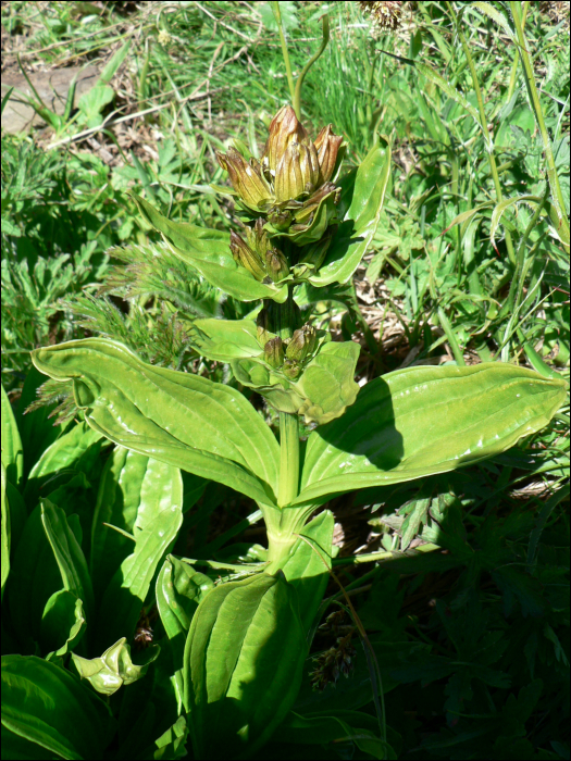 Gentiana punctata L.