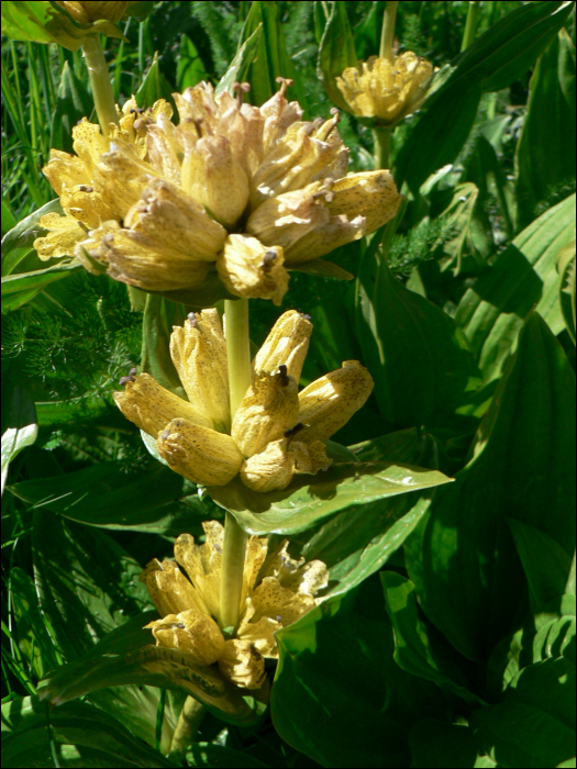 Gentiana punctata L.