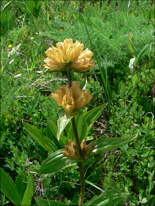 Gentiana punctata L.