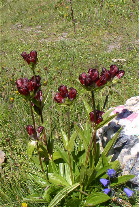 Gentiana purpurea