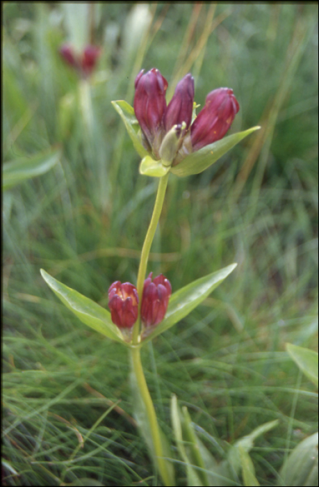 Gentiana purpurea