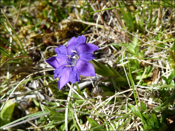 Gentiana pyrenaïca L.