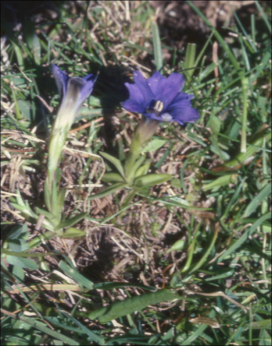 Gentiana pyrenaïca L.