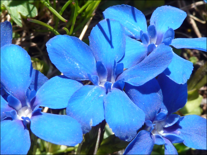 Gentiana verna L.