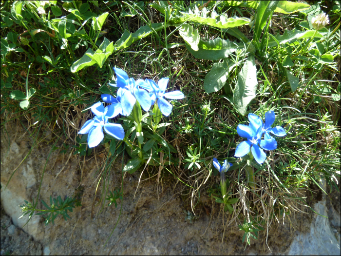 Gentiana verna L.