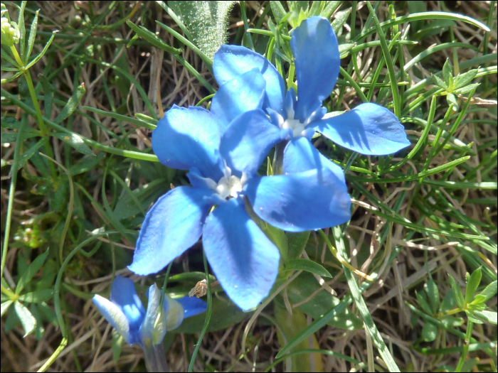 Gentiana verna L.