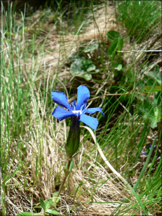 Gentiana verna L.