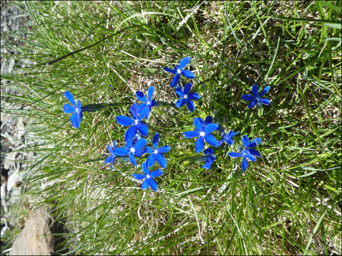 Gentiana verna L.