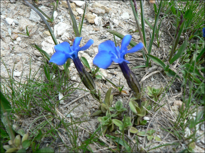 Gentiana verna L.