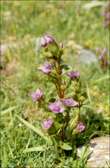 Gentianella campestris L.