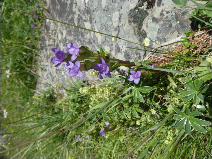 Gentianella campestris L.