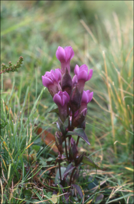 Gentianella campestris L.