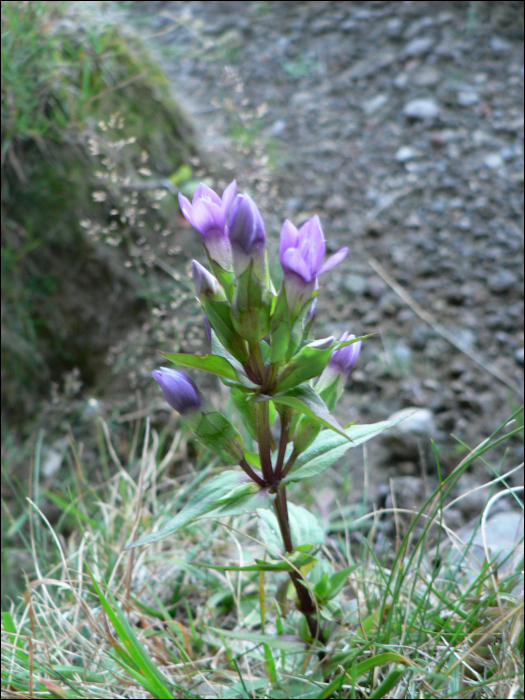 Gentianella campestris L.