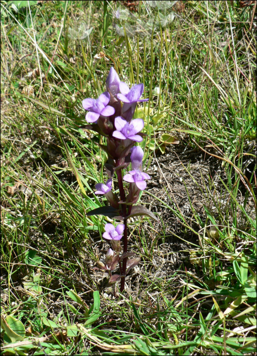 Gentianella campestris L.