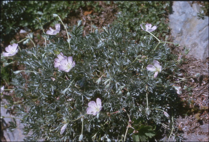 Geranium argenteum L.