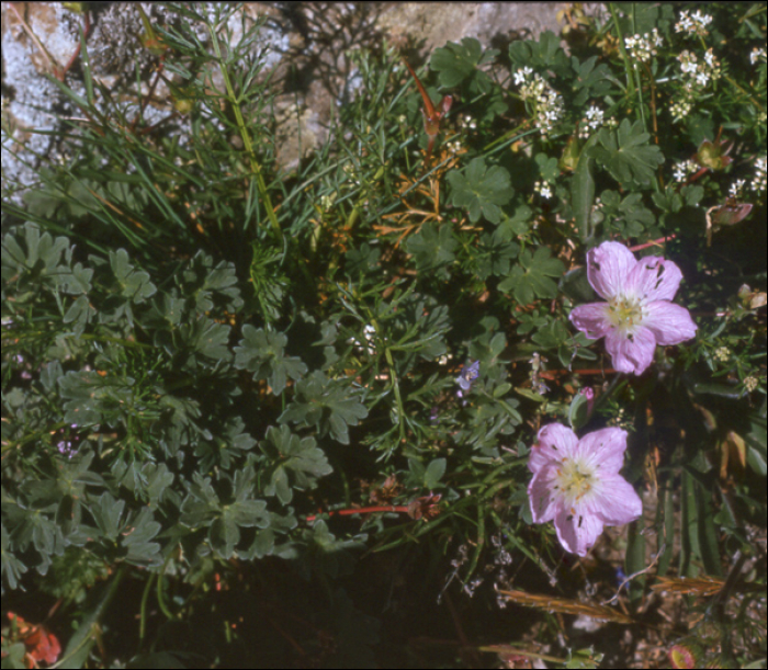 Geranium cinereum Cav.