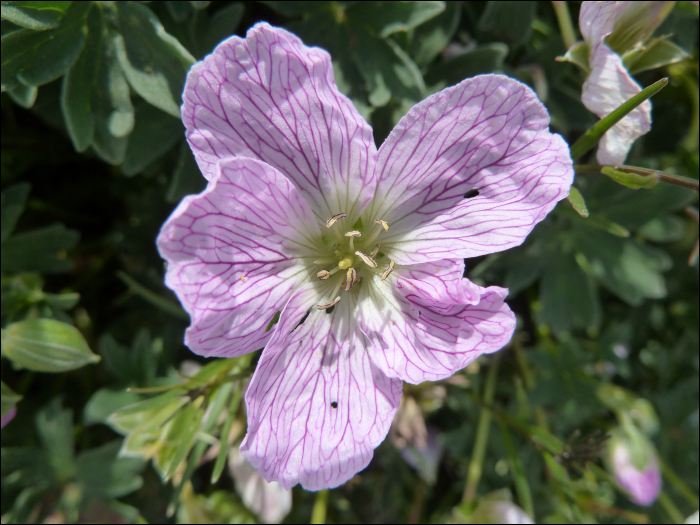 Geranium cinereum Cav.