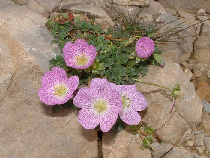 Geranium cinereum Cav.