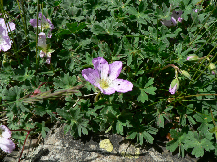 Geranium cinereum Cav.