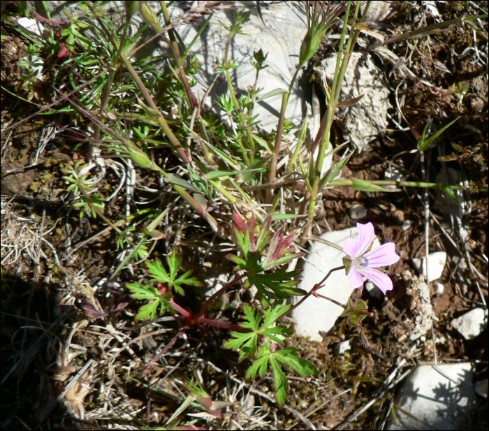 Geranium columbinum L.