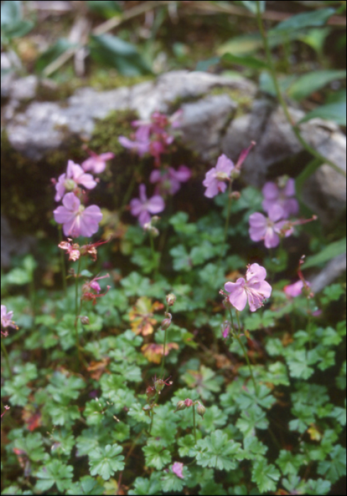 Geranium dalmaticum