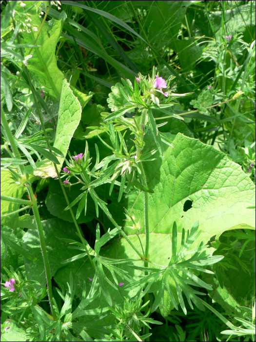 Geranium dissectum L.