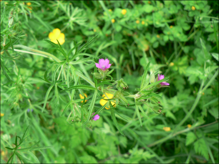 Geranium dissectum L.