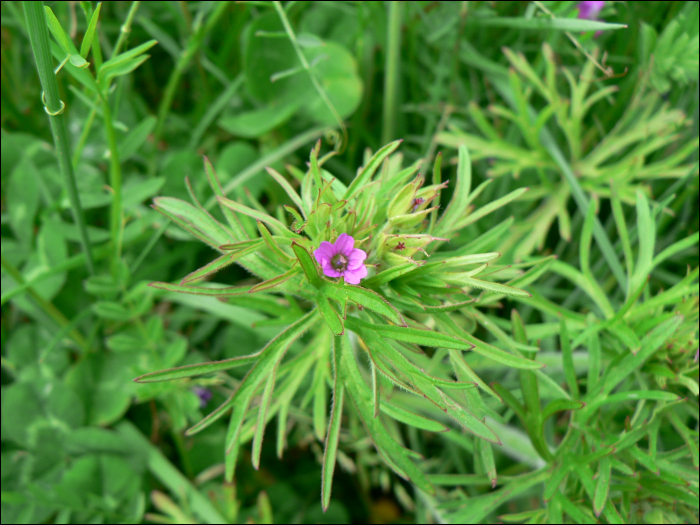 Geranium dissectum L.