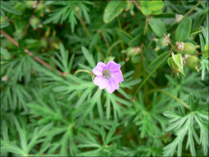 Geranium dissectum L.