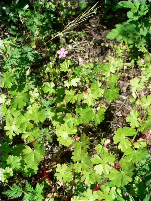 Geranium lucidum