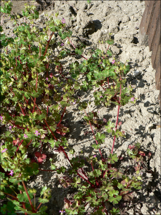 Geranium lucidum