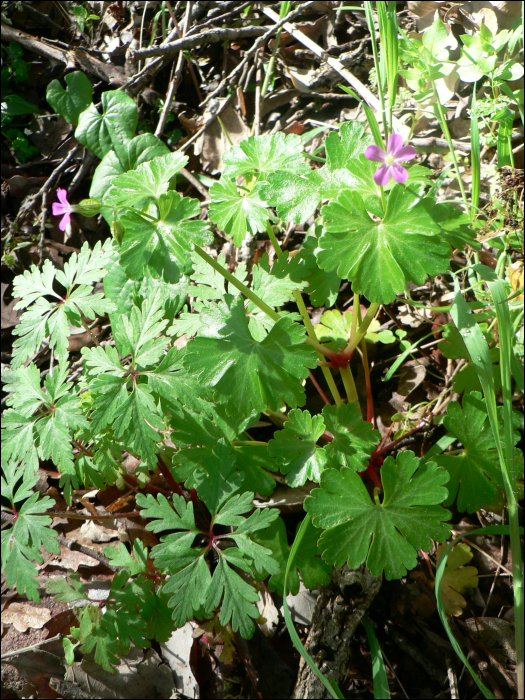 Geranium lucidum