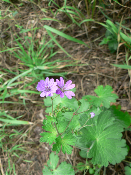 Geranium molle