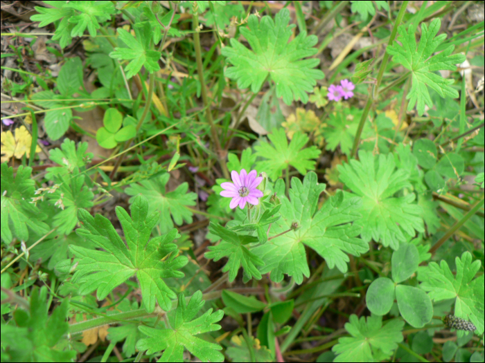 Geranium molle