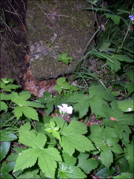 Géranium nodosum