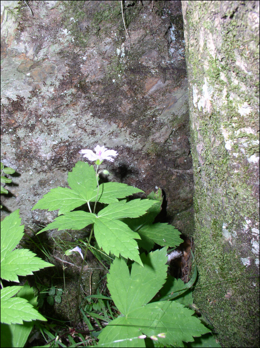 Géranium nodosum