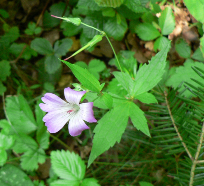 Géranium nodosum
