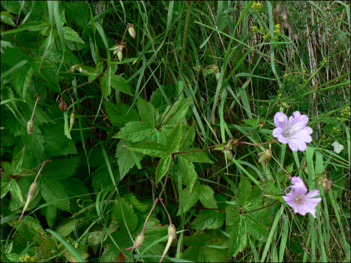 Géranium nodosum