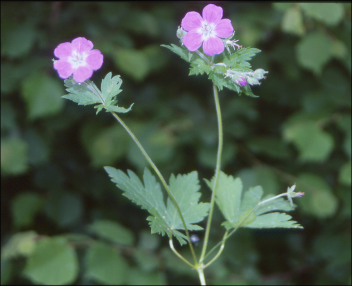 Geranium palustre