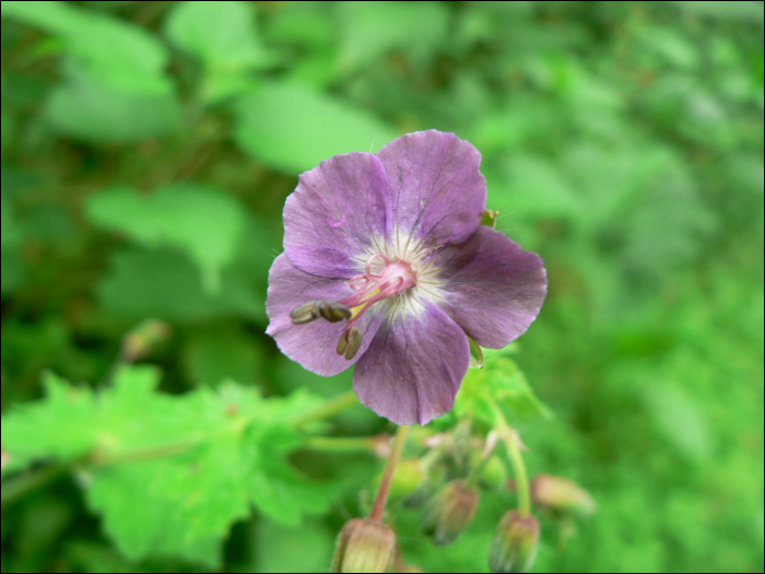 Geranium phaeum L.