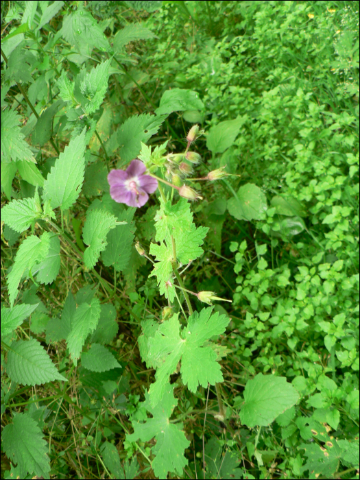 Geranium phaeum L.