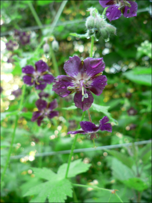 Geranium phaeum L.