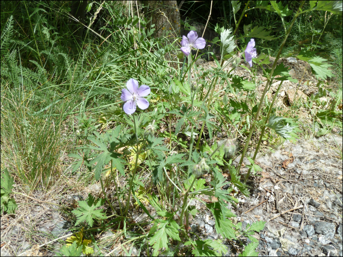 Geranium pratense L.